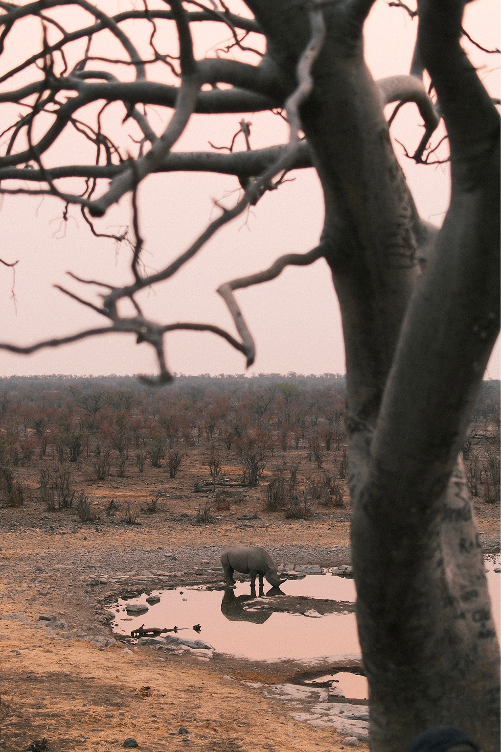 Etosha National Park, Namibia